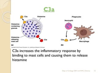 Complement system Immunoglobulin | PDF