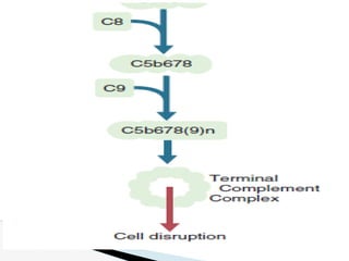 Comprehensive Overview of the Complement System in Immunity and ...