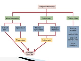 Comprehensive Overview of the Complement System in Immunity and ...