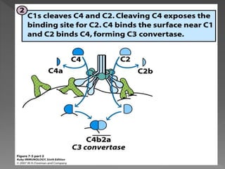 C2 Complement System Complement system | PPTX