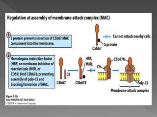 Complement system | PPTX