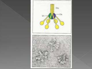 Complement System Picture Rough Complement system | PPTX