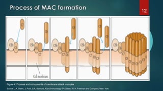 Complement system and its regulation | PPTX
