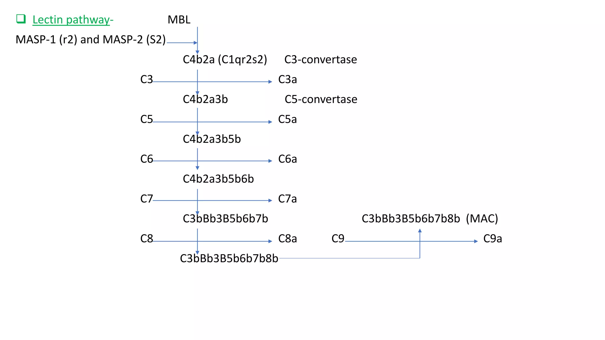  Lectin pathway- MBL
MASP-1 (r2) and MASP-2 (S2)
C4b2a (C1qr2s2) C3-convertase
C3 C3a
C4b2a3b C5-convertase
C5 C5a
C4b2a3b5b
C6 C6a
C4b2a3b5b6b
C7 C7a
C3bBb3B5b6b7b C3bBb3B5b6b7b8b (MAC)
C8 C8a C9 C9a
C3bBb3B5b6b7b8b
 