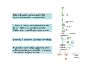 Complement System and clinical aspects . | PPTX