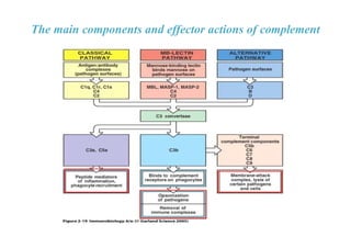 Complement System and clinical aspects . | PPTX