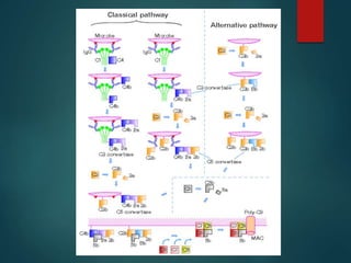 Complement System | PPTX