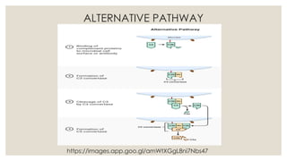 ALTERNATIVE PATHWAY
https://images.app.goo.gl/amWtXGgL8ni7Nbs47
 