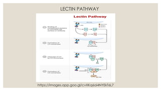 LECTIN PATHWAY
https://images.app.goo.gl/cvXKq6ai4NYEkT6L7
 