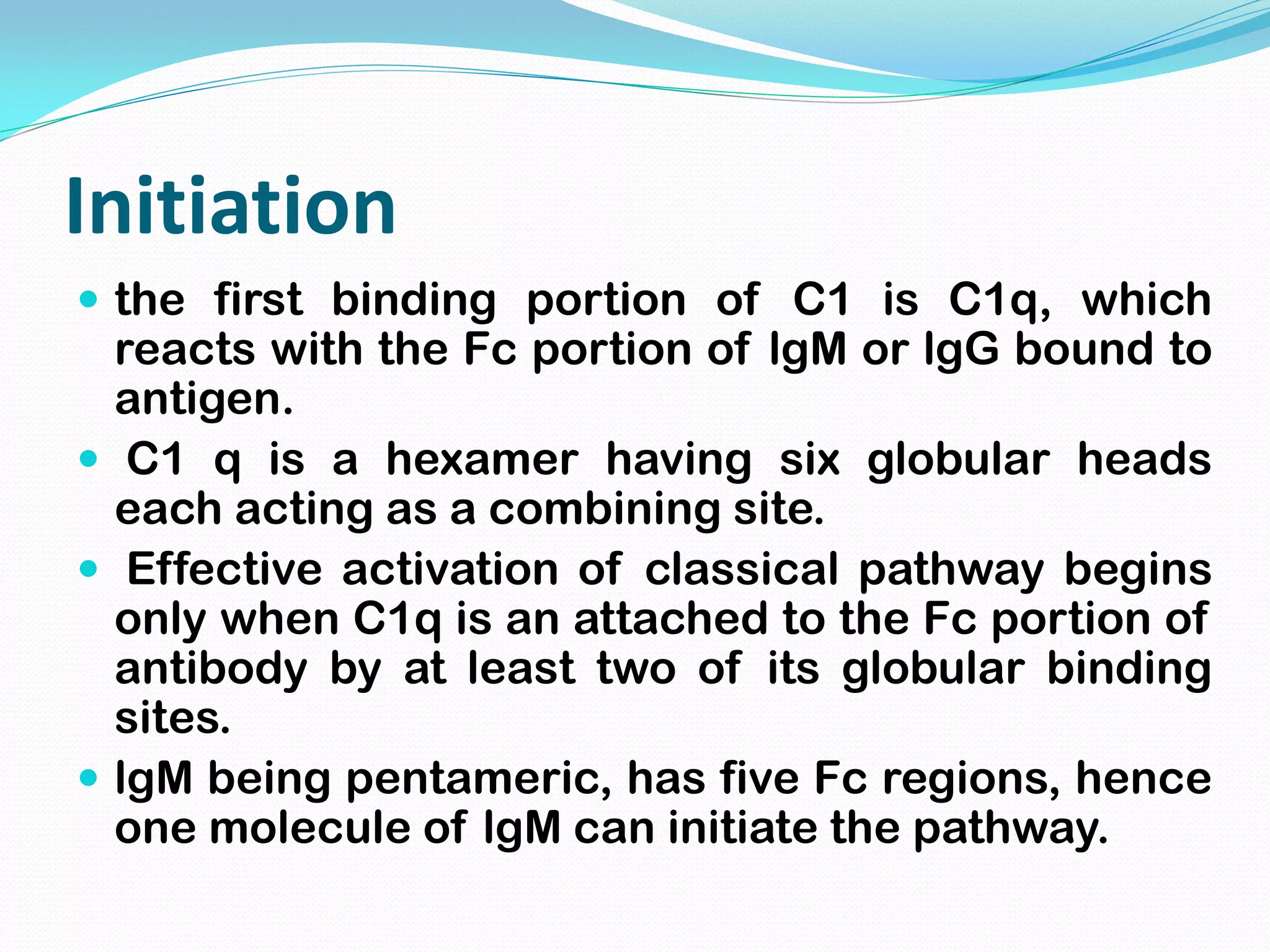 Initiation
 the first binding portion of C1 is C1q, which
reacts with the Fc portion of lgM or lgG bound to
antigen.
 C1 q is a hexamer having six globular heads
each acting as a combining site.
 Effective activation of classical pathway begins
only when C1q is an attached to the Fc portion of
antibody by at least two of its globular binding
sites.
 lgM being pentameric, has five Fc regions, hence
one molecule of lgM can initiate the pathway.
 