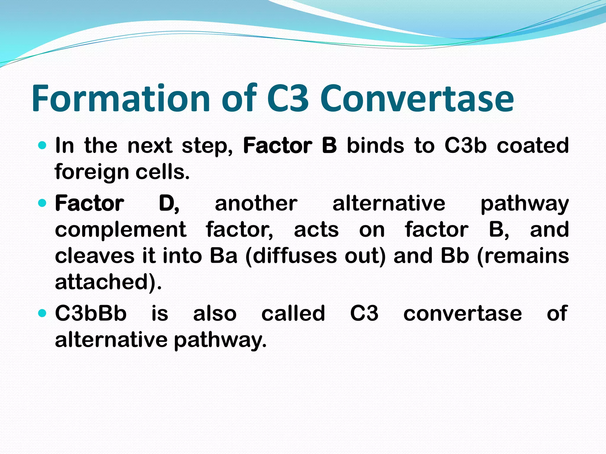 Formation of C3 Convertase
 In the next step, Factor B binds to C3b coated
foreign cells.
 Factor D, another alternative pathway
complement factor, acts on factor B, and
cleaves it into Ba (diffuses out) and Bb (remains
attached).
 C3bBb is also called C3 convertase of
alternative pathway.
 