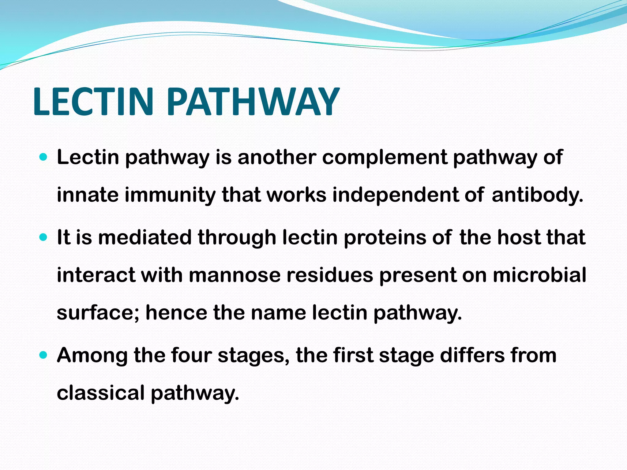 LECTIN PATHWAY
 Lectin pathway is another complement pathway of
innate immunity that works independent of antibody.
 It is mediated through lectin proteins of the host that
interact with mannose residues present on microbial
surface; hence the name lectin pathway.
 Among the four stages, the first stage differs from
classical pathway.
 