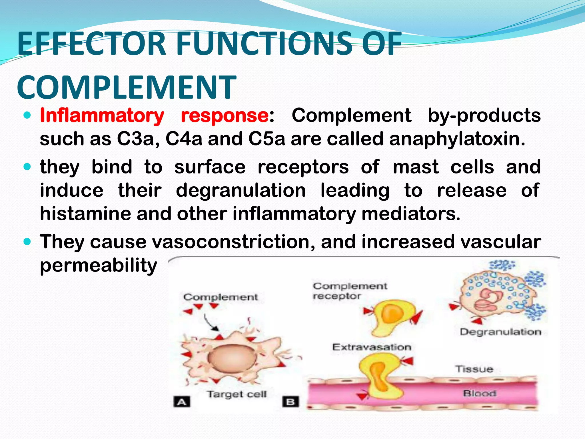 EFFECTOR FUNCTIONS OF
COMPLEMENT
 Inflammatory response: Complement by-products
such as C3a, C4a and C5a are called anaphylatoxin.
 they bind to surface receptors of mast cells and
induce their degranulation leading to release of
histamine and other inflammatory mediators.
 They cause vasoconstriction, and increased vascular
permeability
 