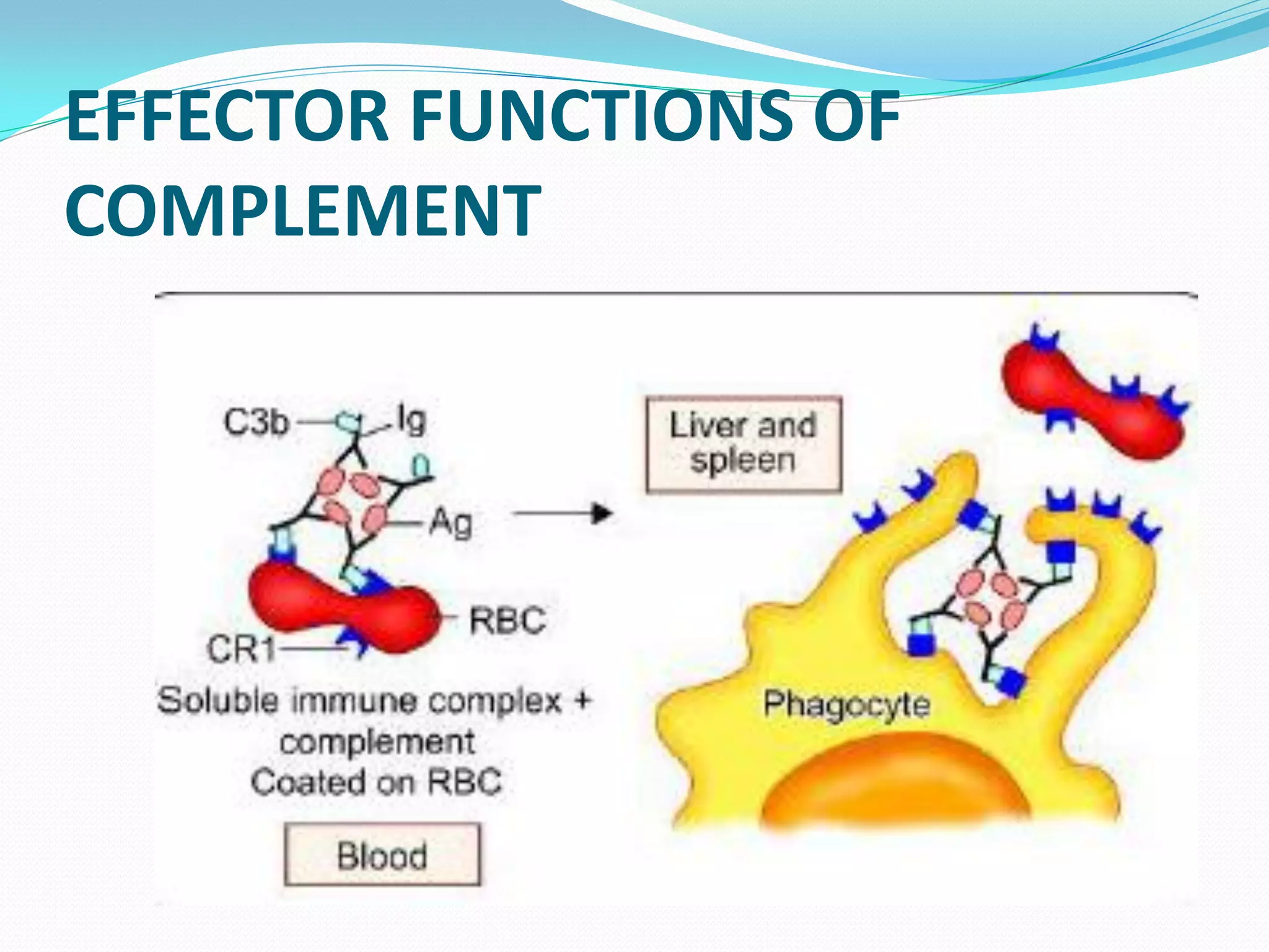 EFFECTOR FUNCTIONS OF
COMPLEMENT
 