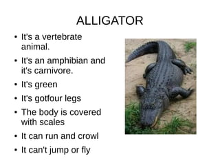 ALLIGATOR
● It's a vertebrate
animal.
● It's an amphibian and
it's carnivore.
● It's green
● It's gotfour legs
● The body is covered
with scales
● It can run and crowl
● It can't jump or fly
 