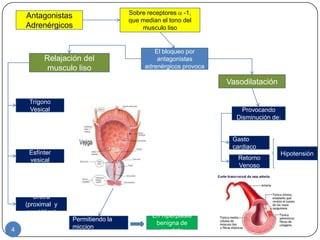 Sobre receptores -1,
    Antagonistas
                                    que median el tono del
    Adrenérgicos                        musculo liso


                                            El bloqueo por
           Relajación del                    antagonistas
            musculo liso                 adrenérgicos provoca

                                                                Vasodilatación

     Trígono
     Vesical                                                        Provocando
                                                                  Disminución de:


                                                                 Gasto
                                                                 cardiaco
     Esfínter                                                                    Hipotensión
     vesical                                                       Retorno
                                                                   Venoso




       Uretra
    (proximal y
     prostática)
                                            En hiperplasia
                   Permitiendo la
                                             benigna de
4                  miccion
                                               prostata
 