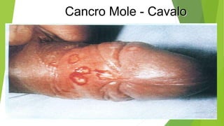 Cancro Mole - Cavalo
 