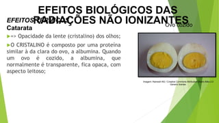 => Opacidade da lente (cristalino) dos olhos;
O CRISTALINO é composto por uma proteína
similar à da clara do ovo, a albumina. Quando
um ovo é cozido, a albumina, que
normalmente é transparente, fica opaca, com
aspecto leitoso;
EFEITOS TÉRMICOS
Catarata
Imagem: Ramesh NG / Creative Commons Attribution-Share Alike 2.0
Generic license.
Ovo cozido
EFEITOS BIOLÓGICOS DAS
RADIAÇÕES NÃO IONIZANTES
 