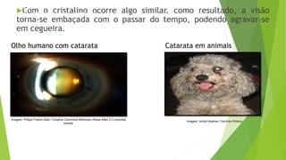 Com o cristalino ocorre algo similar. como resultado, a visão
torna-se embaçada com o passar do tempo, podendo agravar-se
em cegueira.
Imagem: Philipp Franko Zeitz / Creative Commons Attribution-Share Alike 3.0 Unported
license.
Imagem: André Koehne / Domínio Público.
CIÊNCIAS, 9º Ano
Efeitos do eletromagnetismo no cotidiano
Olho humano com catarata Catarata em animais
 