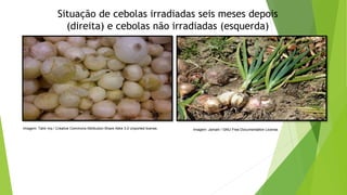 Situação de cebolas irradiadas seis meses depois
(direita) e cebolas não irradiadas (esquerda)
Imagem: Tahir mq / Creative Commons Attribution-Share Alike 3.0 Unported license. Imagem: Jamain / GNU Free Documentation License.
 