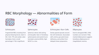 Comprehensive Guide to Complete Blood Count (CBC) Interpretation and ...