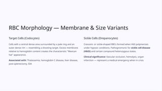 Comprehensive Guide to Complete Blood Count (CBC) Interpretation and ...