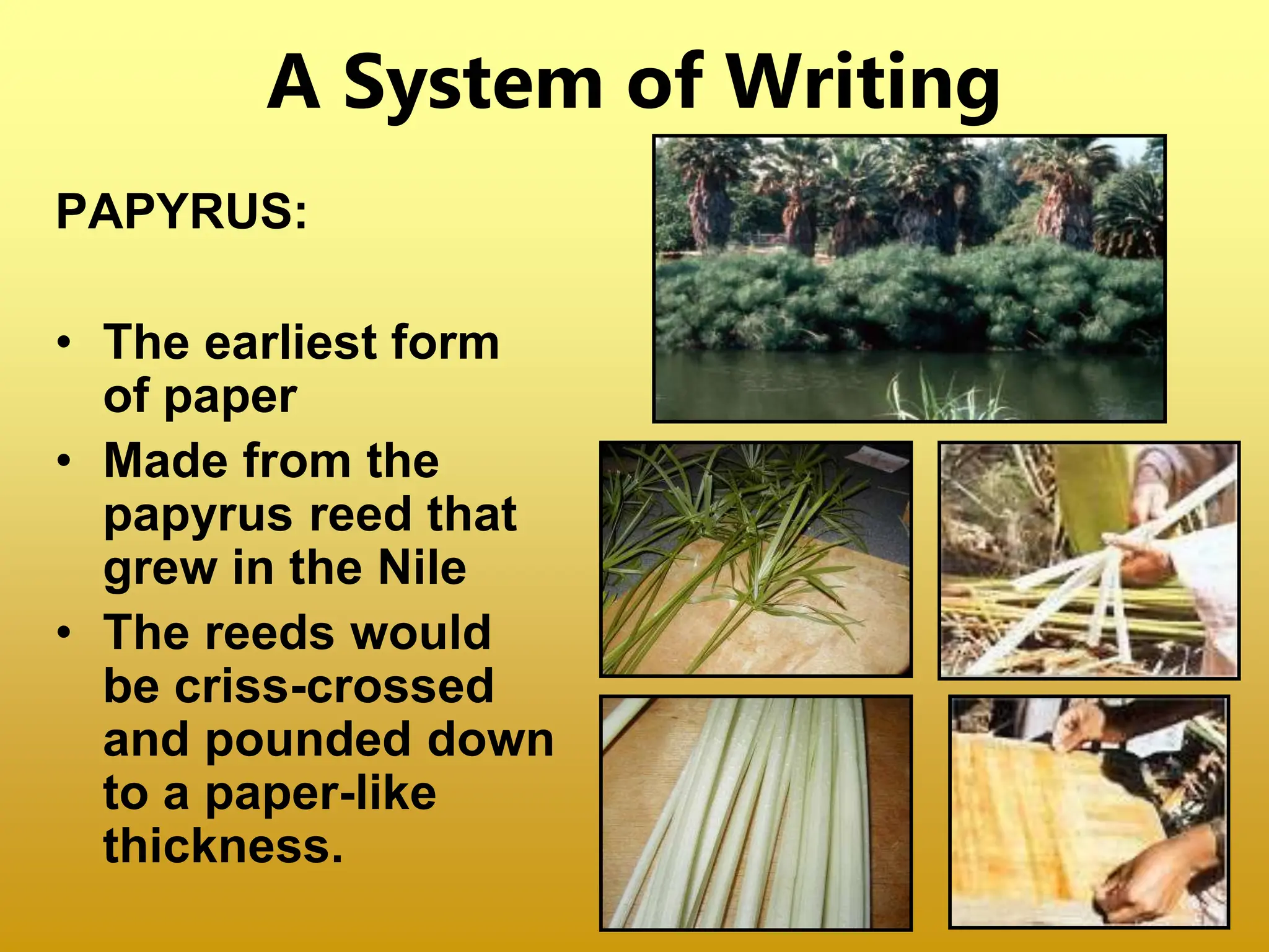 A System of Writing
PAPYRUS:
• The earliest form
of paper
• Made from the
papyrus reed that
grew in the Nile
• The reeds would
be criss-crossed
and pounded down
to a paper-like
thickness.
 