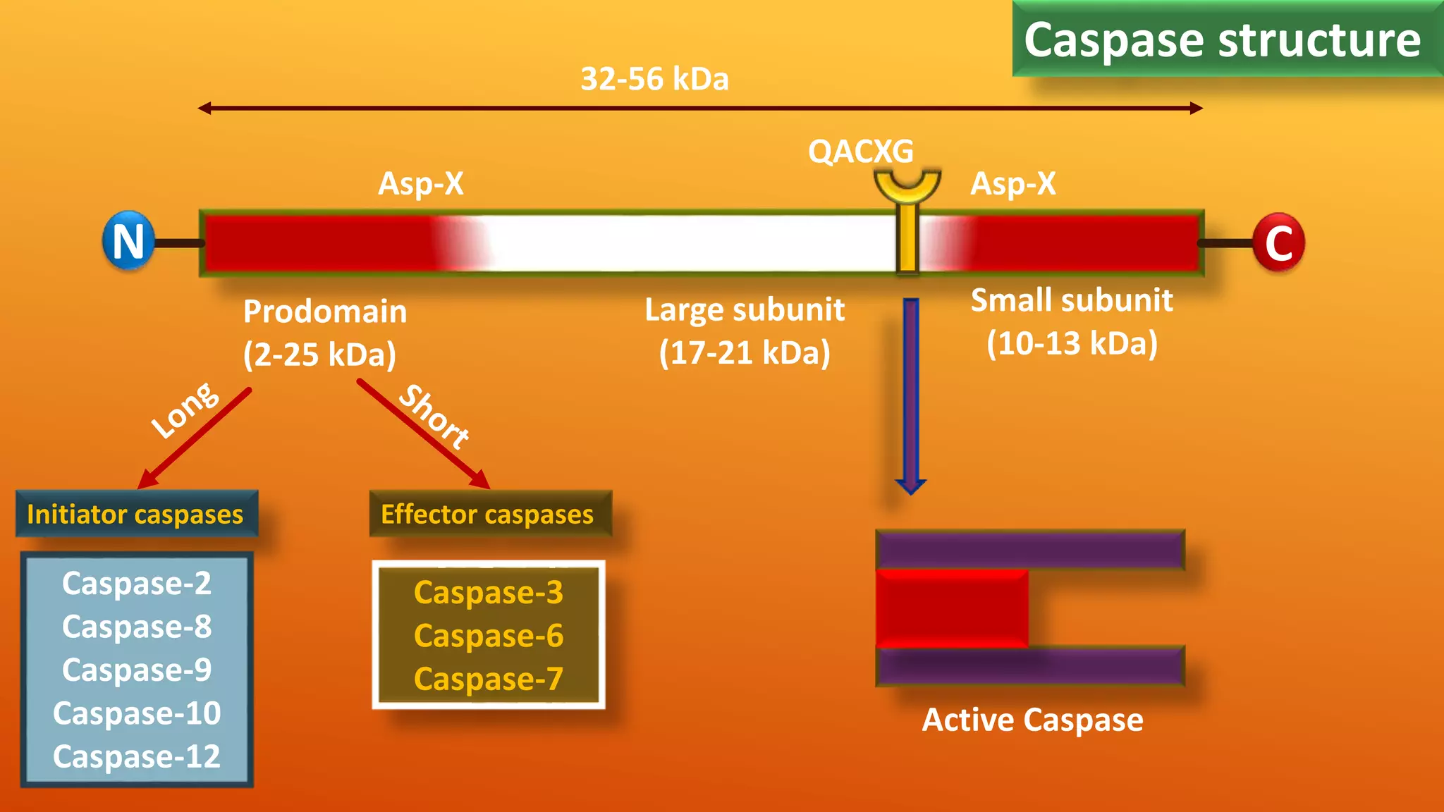 Apoptosis (Intrinsic And Extrinsic Pathway with assays) | PPTX