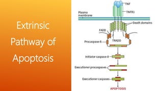 Apoptosis (Intrinsic And Extrinsic Pathway with assays) | PPTX
