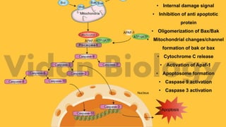 Apoptosis slide | PPTX