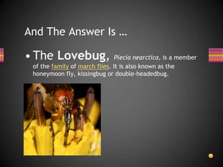 The Perpetual Machine.And The Answer Is …