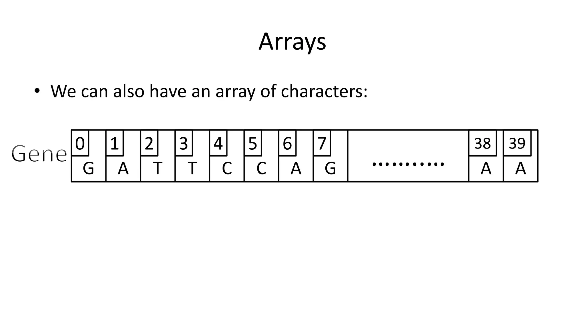 Arrays
• We can also have an array of characters:
G A T T C C A AG ……..… A
0 1 2 3 4 5 6 7 38 39
 