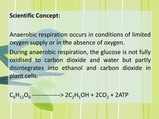 Scientific Concept:
Anaerobic respiration occurs in conditions of limited
oxygen supply or in the absence of oxygen.
During anaerobic respiration, the glucose is not fully
oxidised to carbon dioxide and water but partly
disintegrates into ethanol and carbon dioxide in
plant cells.
C6H12O6 --------------> 2C2H5OH + 2CO2 + 2ATP
 
