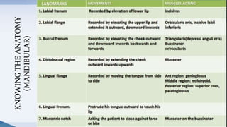 50
KNOWINGTHEANATOMY
(MANDIBULAR)
 