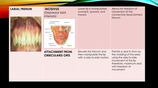 Complete Denture Musculature - Prosthodontics.pptx