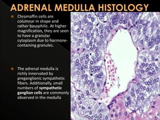 

Chromaffin cells are
columnar in shape and
rather basophilic. At higher
magnification, they are seen
to have a granular
cytoplasm due to hormonecontaining granules.



The adrenal medulla is
richly innervated by
preganglionic sympathetic
fibers. Additionally, small
numbers of sympathetic
ganglion cells are commonly
observed in the medulla

 