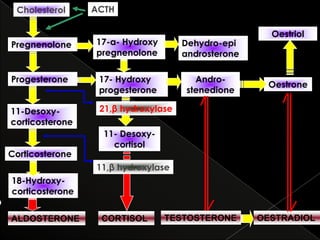 Cholesterol

ACTH

Pregnenolone

17-α- Hydroxy
pregnenolone

Dehydro-epi
androsterone

Progesterone

17- Hydroxy
progesterone

Androstenedione

11-Desoxycorticosterone

Oestriol

21,β hydroxylase

Corticosterone

Oestrone

11- Desoxycortisol
11,β hydroxylase

18-Hydroxycorticosterone

ALDOSTERONE

CORTISOL

TESTOSTERONE

OESTRADIOL

 