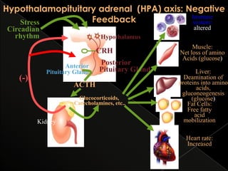 Hypothalamopituitary adrenal (HPA) axis: Negative
Immune
Feedback
system:
Stress
altered

Circadian
rhythm

Hypothalamus

CRH

(-)

Anterior
Pituitary Gland

Posterior
Pituitary Gland

ACTH
Glucocorticoids,
Adrenals Catecholamines, etc..

Kidney

Muscle:
Net loss of amino
Acids (glucose)
Liver:
Deamination of
proteins into amino
acids,
gluconeogenesis
(glucose)
Fat Cells:
Free fatty
acid
mobilization
Heart rate:
Increased

 