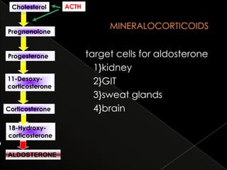 Cholesterol

ACTH

Pregnenolone

Progesterone
11-Desoxycorticosterone
Corticosterone
18-Hydroxycorticosterone

ALDOSTERONE

target cells for aldosterone
1}kidney
2}GIT
3}sweat glands
4}brain

 