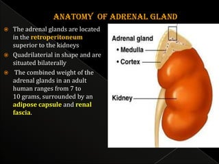 The adrenal glands are located
in the retroperitoneum
superior to the kidneys
 Quadrilaterial in shape and are
situated bilaterally
 The combined weight of the
adrenal glands in an adult
human ranges from 7 to
10 grams, surrounded by an
adipose capsule and renal
fascia.


 