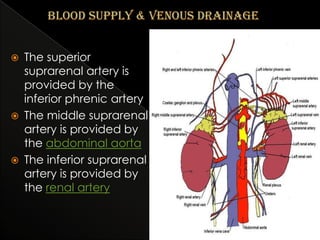 





The superior
suprarenal artery is
provided by the
inferior phrenic artery
The middle suprarenal
artery is provided by
the abdominal aorta
The inferior suprarenal
artery is provided by
the renal artery

 