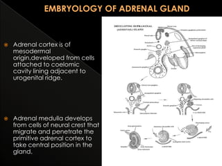 

Adrenal cortex is of
mesodermal
origin,developed from cells
attached to coelomic
cavity lining adjacent to
urogenital ridge.



Adrenal medulla develops
from cells of neural crest that
migrate and penetrate the
primitive adrenal cortex to
take central position in the
gland.

 