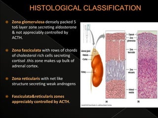 

Zona glomerulosa densely packed 5
to6 layer zone secreting aldosterone
& not appreciably controlled by
ACTH.



Zona fasciculata with rows of chords
of cholesterol rich cells secreting
cortisol .this zone makes up bulk of
adrenal cortex.



Zona reticularis with net like
structure secreting weak androgens



Fasciculata&reticularis zones
appreciably controlled by ACTH.

 