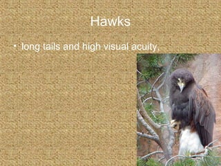 Hawks
• long tails and high visual acuity,
 
