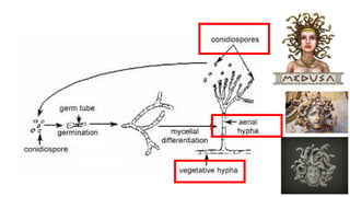Medical Mycology notes | PDF