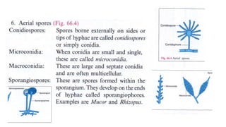 Medical Mycology notes | PDF