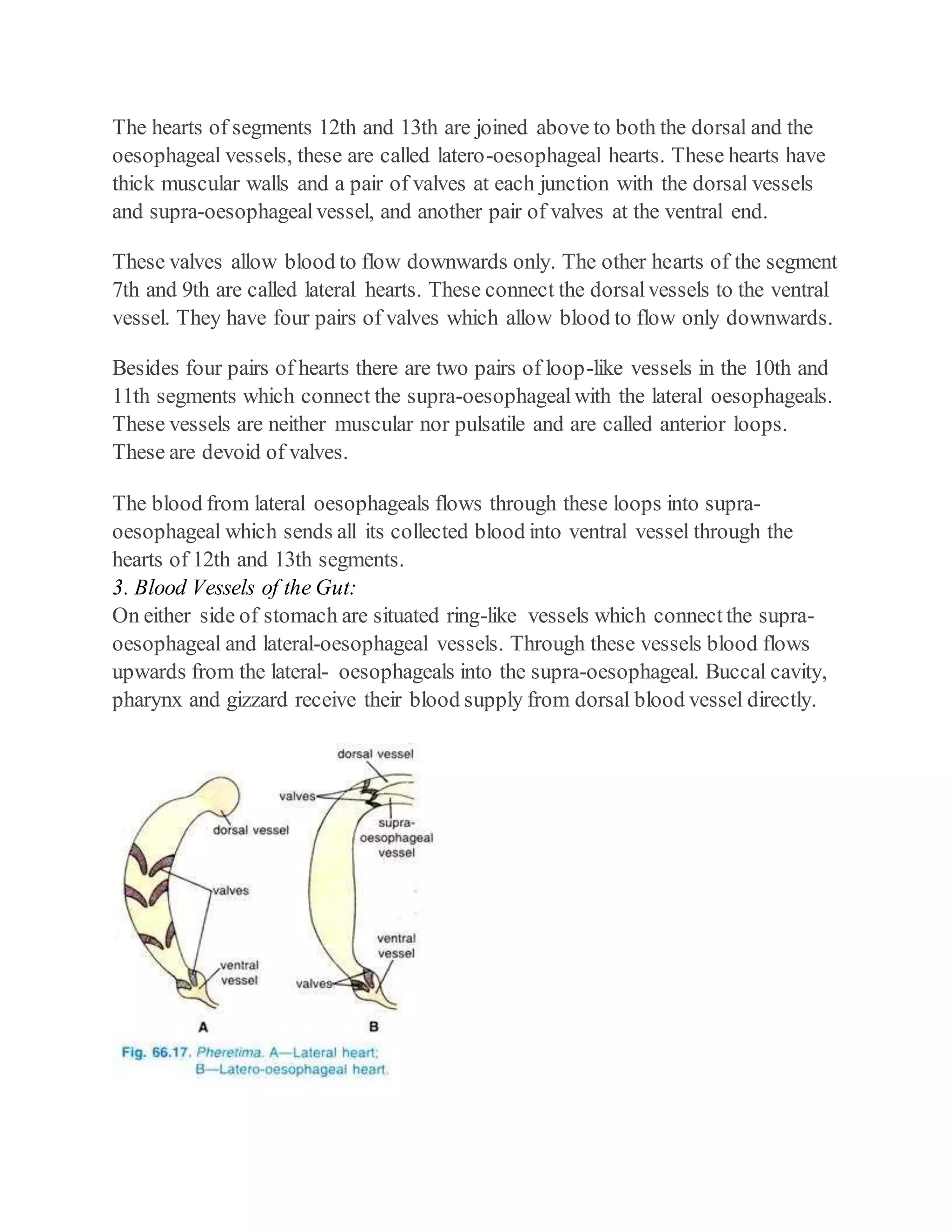 Complete notes on earthworm 11 | DOCX