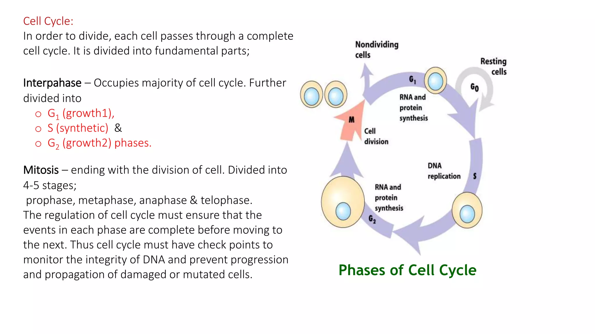 Cell Cycle:
In order to divide, each cell passes through a complete
cell cycle. It is divided into fundamental parts;
Interpahase – Occupies majority of cell cycle. Further
divided into
o G1 (growth1),
o S (synthetic) &
o G2 (growth2) phases.
Mitosis – ending with the division of cell. Divided into
4-5 stages;
prophase, metaphase, anaphase & telophase.
The regulation of cell cycle must ensure that the
events in each phase are complete before moving to
the next. Thus cell cycle must have check points to
monitor the integrity of DNA and prevent progression
and propagation of damaged or mutated cells. Phases of Cell Cycle
 