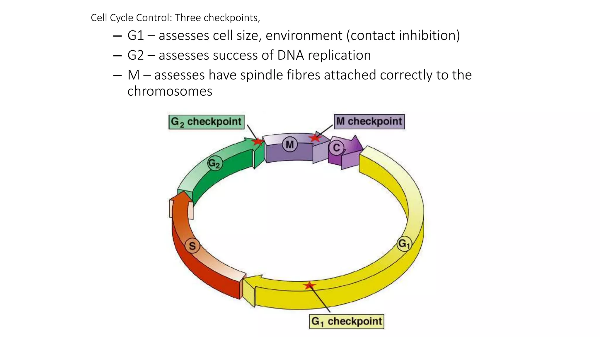 Cell Cycle Control: Three checkpoints,
– G1 – assesses cell size, environment (contact inhibition)
– G2 – assesses success of DNA replication
– M – assesses have spindle fibres attached correctly to the
chromosomes
 