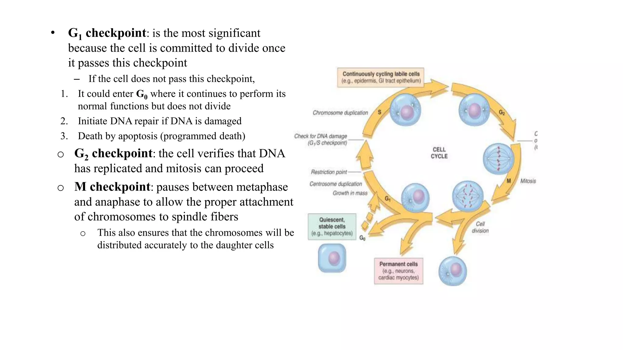 • G1 checkpoint: is the most significant
because the cell is committed to divide once
it passes this checkpoint
– If the cell does not pass this checkpoint,
1. It could enter G0 where it continues to perform its
normal functions but does not divide
2. Initiate DNA repair if DNA is damaged
3. Death by apoptosis (programmed death)
o G2 checkpoint: the cell verifies that DNA
has replicated and mitosis can proceed
o M checkpoint: pauses between metaphase
and anaphase to allow the proper attachment
of chromosomes to spindle fibers
o This also ensures that the chromosomes will be
distributed accurately to the daughter cells
 